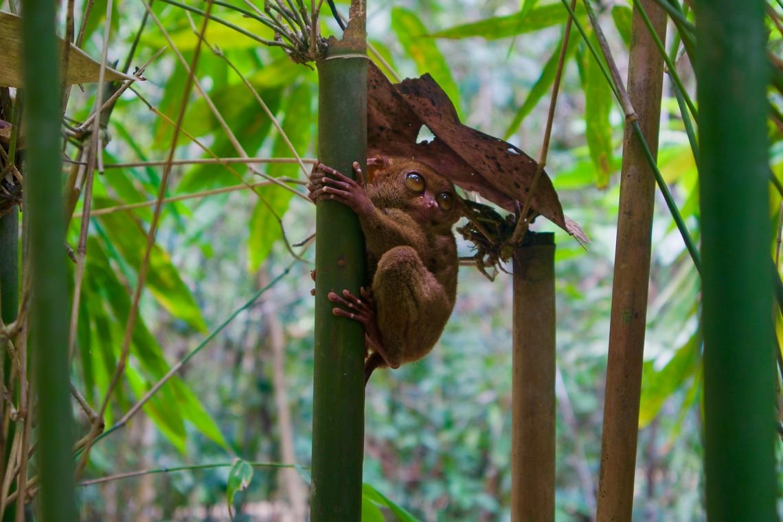 Bohol, Philippines