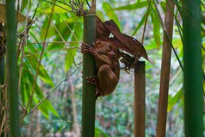 Bohol, Philippines