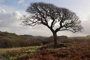 Luxulyan, England