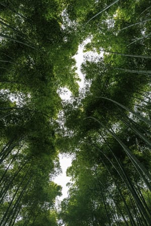 Kyoto, Japan